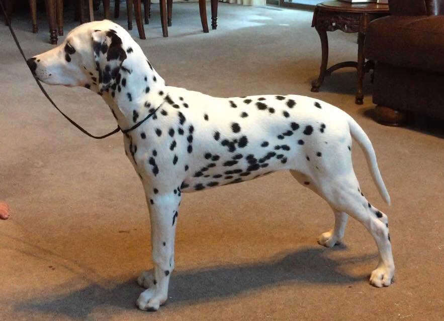 14102372_648269815353885_1763859524452905803_n