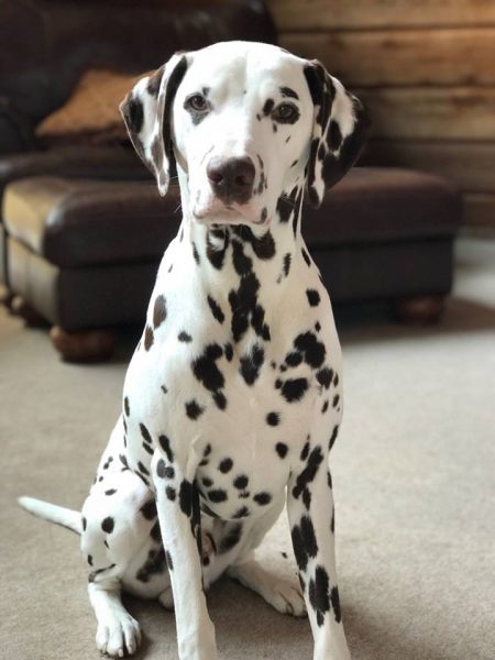 17499320_760574087456790_1231845273474045698_n