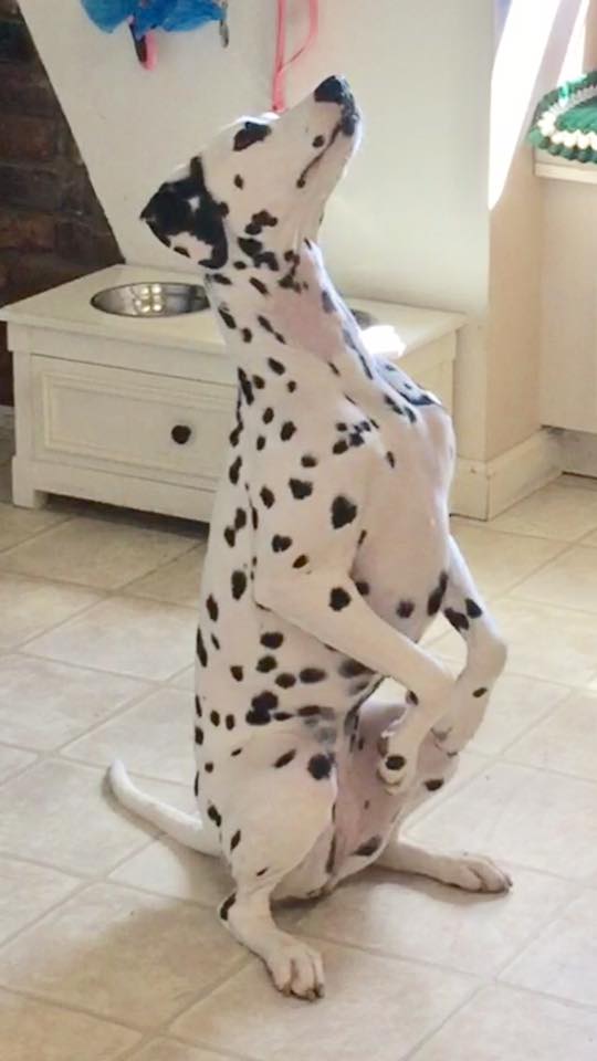 19510415_809361952578003_3225010710433280632_n