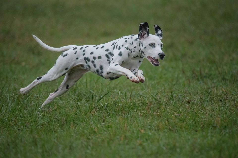 23473164_875295039318027_3568321431809302292_n